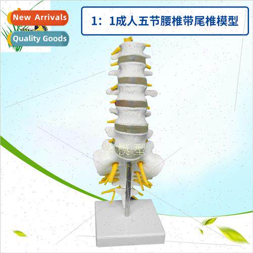 natural large 1:1 adult five sections lumbar vertebrae wh ca