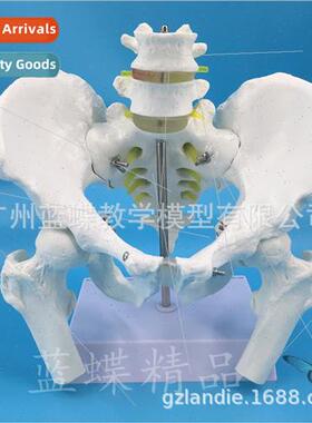 Adult Male Pelvis wh 2 mbar Vertebra 2 mbar Vertebra wh Pelv