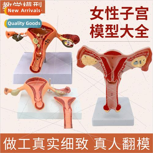 Medical female uterus model ovary reproductive structure ana