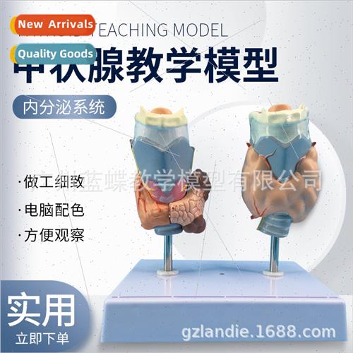 Thyroid Pathology Pathology Throat Anatomy Thyroid Lesion Th