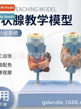 Thyroid Pathology Pathology Throat Anatomy Thyroid Lesion Th