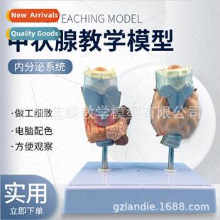 Thyroid Pathology Pathology Throat Anatomy Thyroid Lesion Th