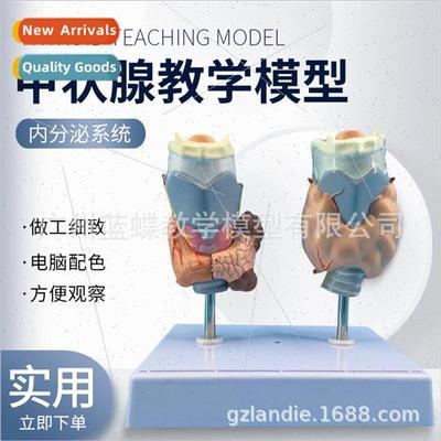 Thyroid Pathology Pathology Throat Anatomy Thyroid Lesion Th