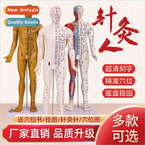 Ultra-clear 85CM human acupuncture model semi-musculoskeleta