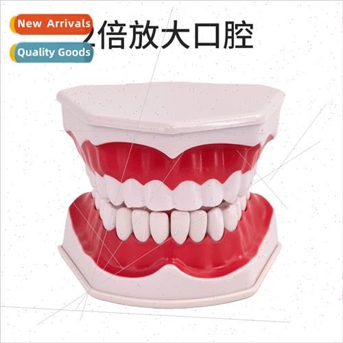 Oral health care dental model kindergarten teaching aids chi