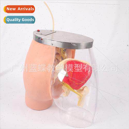 Transparent gluteal muscle injection comparison model Glutea