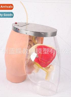 Transparent gluteal muscle injection comparison model Glutea