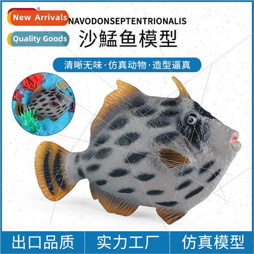 Fish cognion solid marine animals sfish fish horse face fish