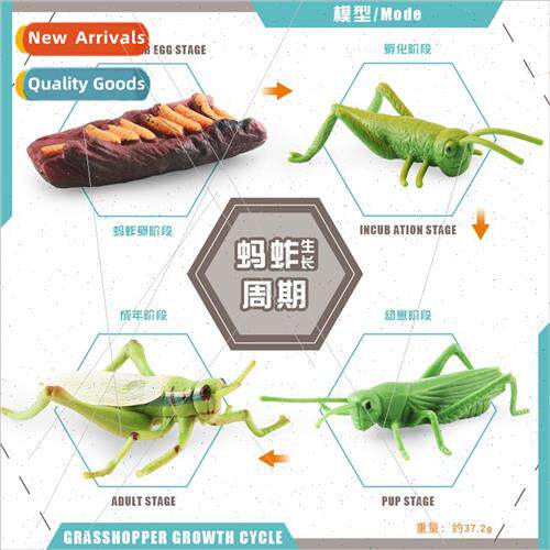 Animal model snail dragonfly grasshopper mosquo growth cycle