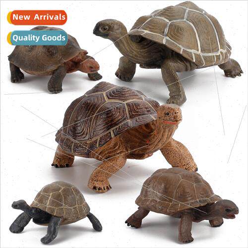 Sea World tortoise animal model simulation solid tortoise Ga