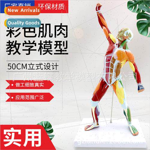 50CM muscle human anatomy art art model medical color human