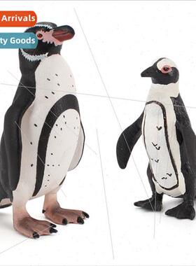 mulation wild marine animals African penguin spotted beak ri