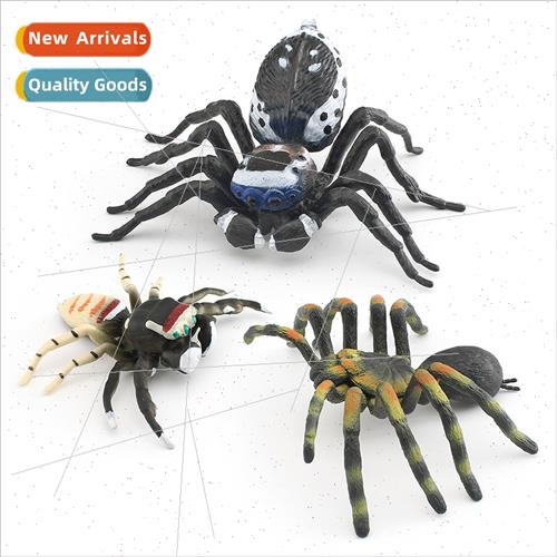 Wildlife insect spider model peacock spider fly spider child