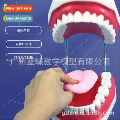 Dental 6 six times magnification brushing model wh tongue to