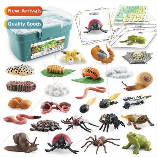 Mosquo spider ladybug frog earthworm snail model plant anima