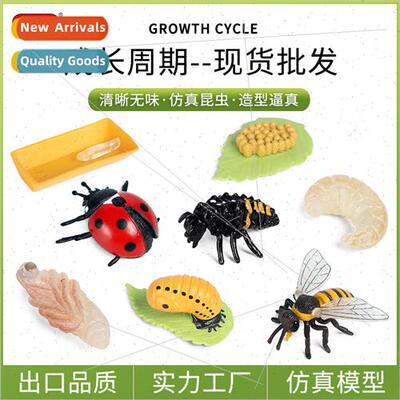mulation animal insects seven star ladybug bee growth cycle