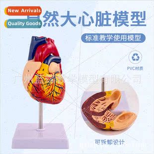 1:1 human heart anatomical model B ultrasound color ultrasou