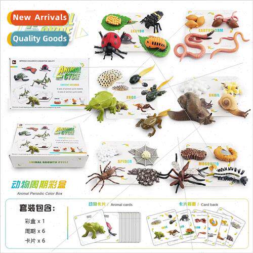 Animal life growth cycle color box model earthworm snail spi