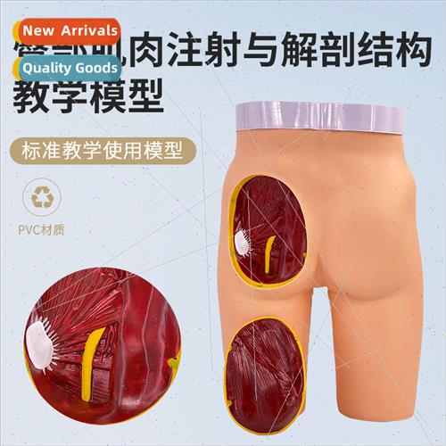 Advanced Gluteal Muscle Injection Model wh Anatomical Struct