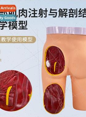 Advanced Gluteal Muscle Injection Model wh Anatomical Struct