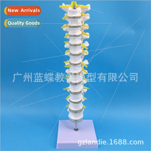Medical 1:1 human thoracic spine model spine lumbar vertebra