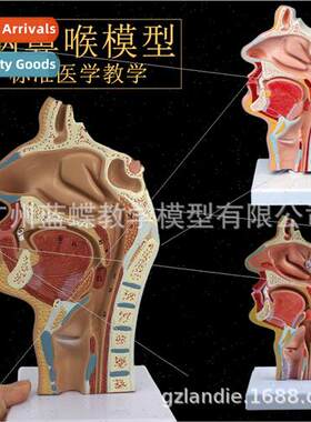 Human Naso-Oropharyngeal Sagtal Anatomical Model Nasopharyng