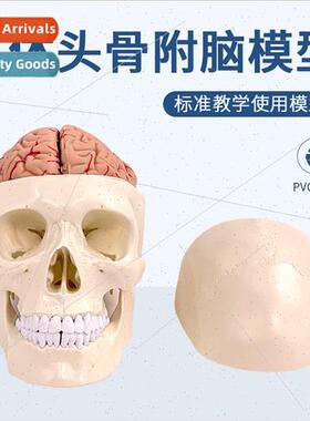 Human skull model skull wh brain model skull wh brain anatom