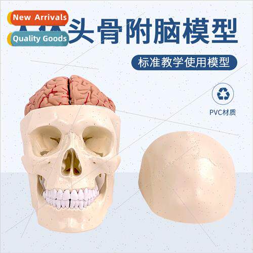 Human skull model skull wh brain model skull wh brain anatom