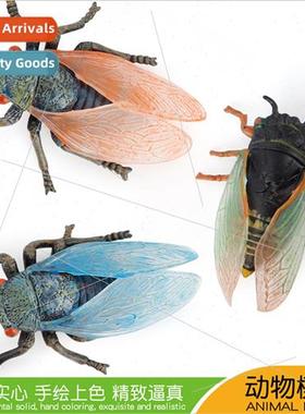 wildlife crawling insect model cicada cicada cicada cicada t