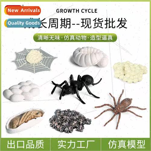 Kindergarten Montessori simulation animal insects ants spide