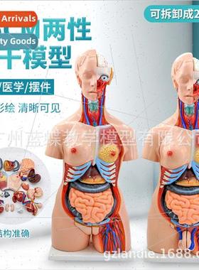 Can be disassembled into 23 pcs human torso model 85CM herma