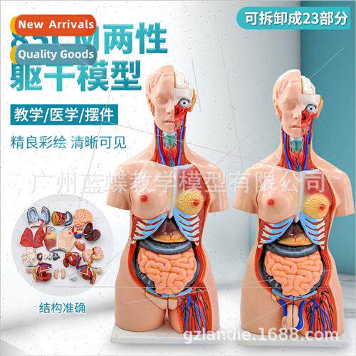 Can be disassembled into 23 pcs human torso model 85CM herma