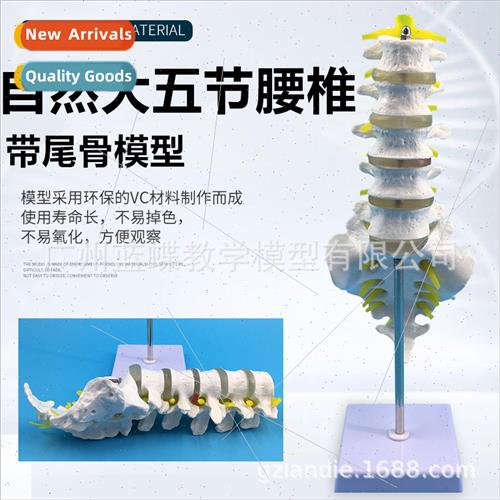 Natural large five-lumbar spine wh caudal vertebrae model Ad