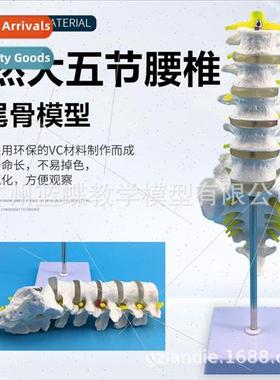 Natural large five-lumbar spine wh caudal vertebrae model Ad