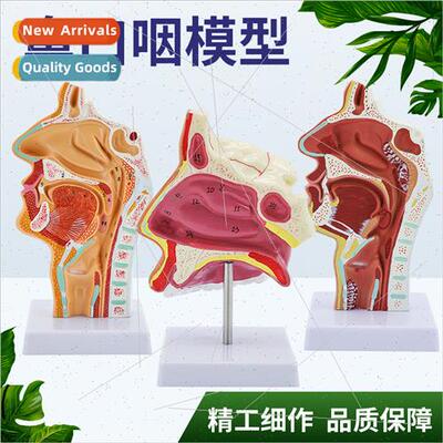 Human Nasal Anatomy Model Oral Nasopharyngeal Sagtal Nose Mo