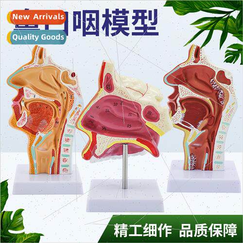 Human Nasal Anatomy Model Oral Nasopharyngeal Sagtal Nose Mo