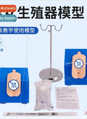 Dress type male female sexual catheterization model male fem