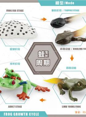 Toys适用children cognitive simulation frog red-eyed frog hor