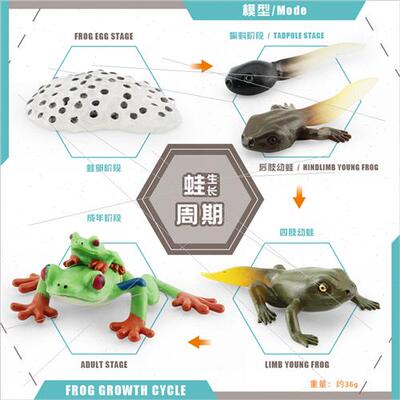 Toys适用children cognitive simulation frog red-eyed frog hor