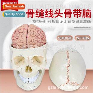 Bone suture skull attached brain model human skull brain mod
