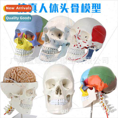 1:1 skull human skull natural large adult skull teaching med