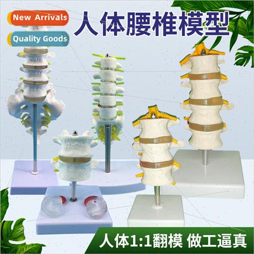 Five lumbar vertebrae wh pelvis model spine model pelvic mod