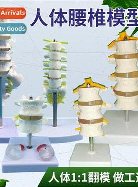 Five lumbar vertebrae wh pelvis model spine model pelvic mod
