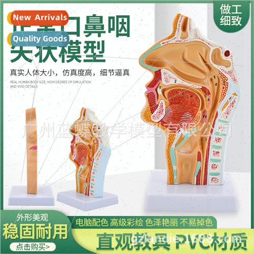 Human Nasal Oral Pharyngeal Anatomy Normal Nasal Cavy Pharyn