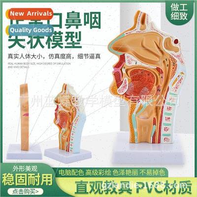 Human Nasal Oral Pharyngeal Anatomy Normal Nasal Cavy Pharyn