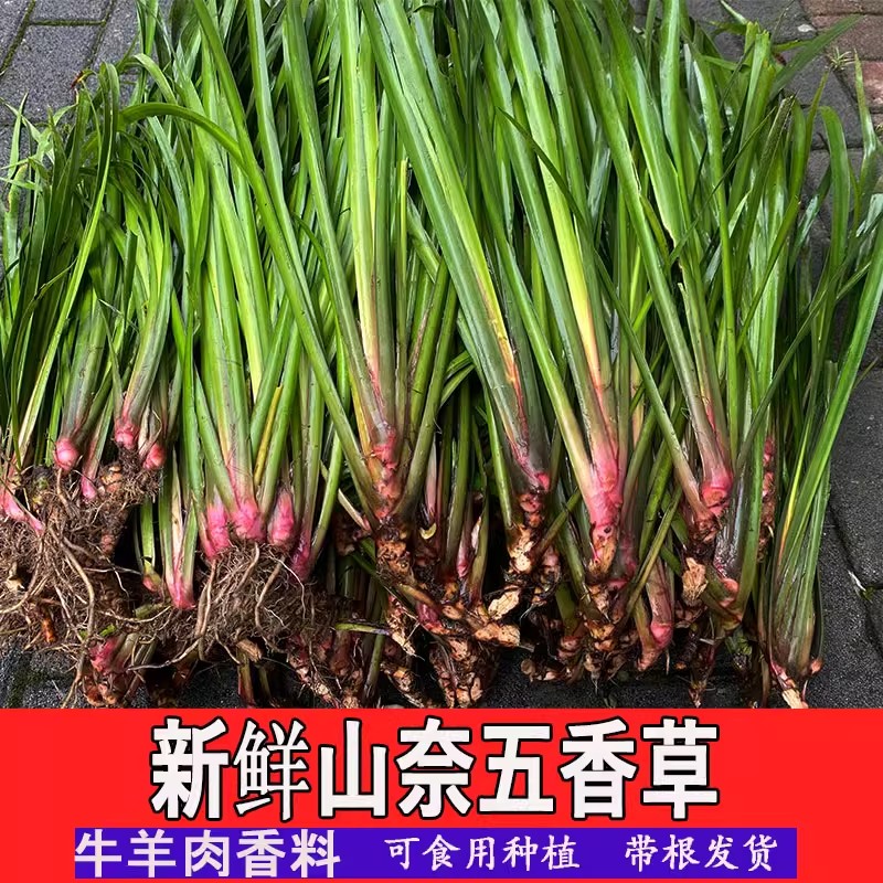 贵州现挖新鲜五香草去腥味香料茴香菖蒲 山赖可食用带根盆栽香料