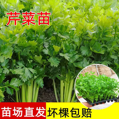 四季芹菜苗高产西芹秋冬盆栽菜苗