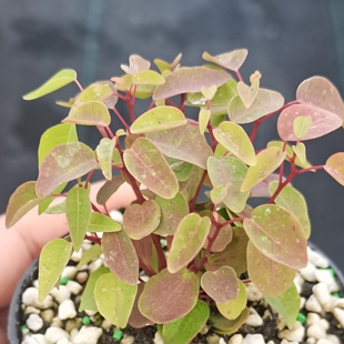 山乌桕山野草彩色叶子木本植物喜欢阳晒可暴晒