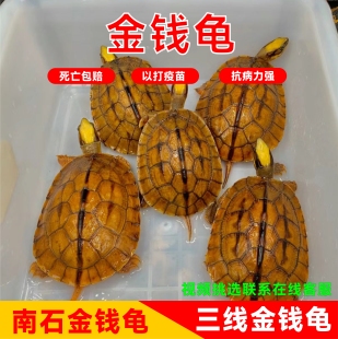 正宗纯种金钱龟招财吃菜石金钱龟长寿情侣观赏深水小宠物乌龟活物