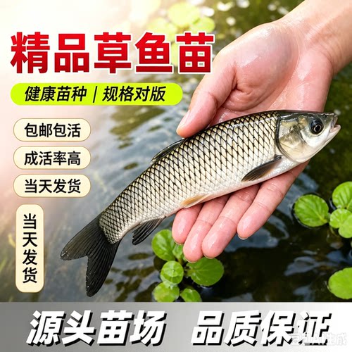 广西无刺草鱼鱼苗淡水养